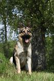 BERGER ALLEMAND 988